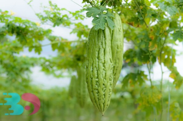 小满时节有那哪些具有清热解暑的新鲜蔬菜