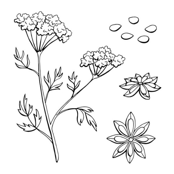 茴芹的营养价值有哪些呢