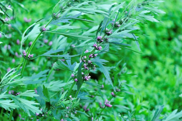 益母草泡脚的功效与作用有哪些