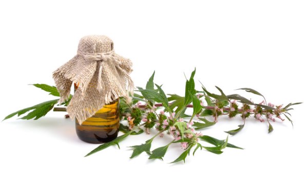 益母草正确服用方法是什么