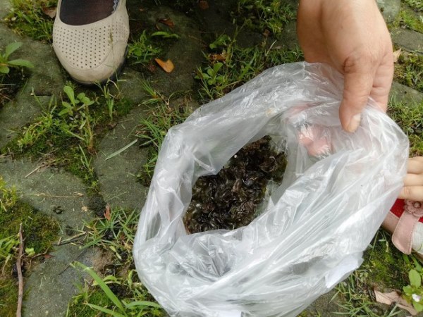 地木耳的食用功效有哪些