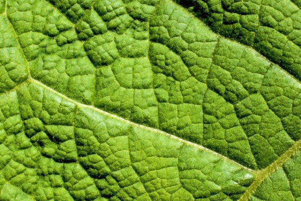 田野中的牛蒡叶可以食用吗