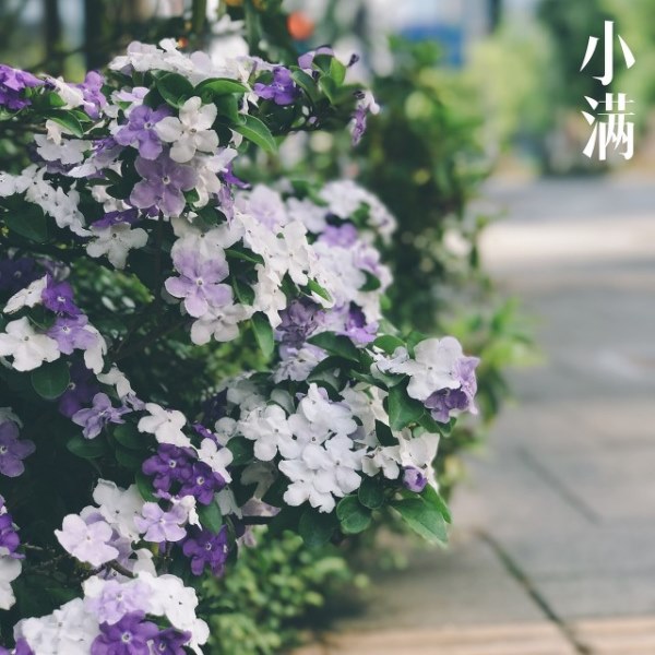 小满时节有那哪些具有清热解暑的新鲜蔬菜
