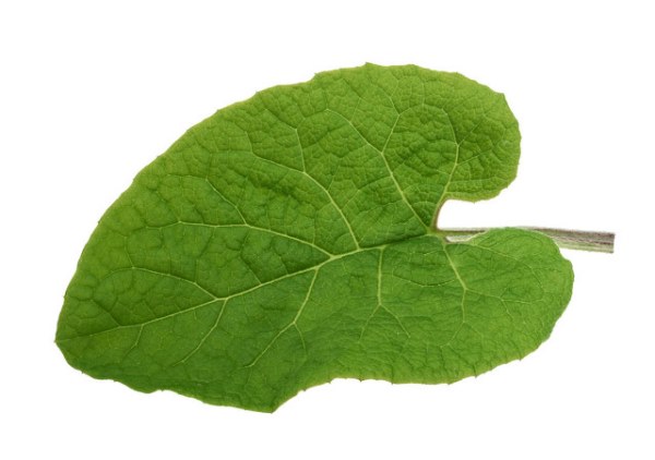 田野中的牛蒡叶可以食用吗