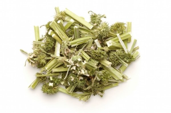 益母草可以泡脚吗