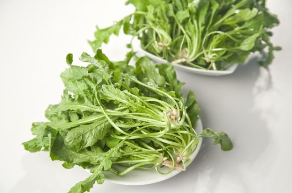 荠菜.jpg