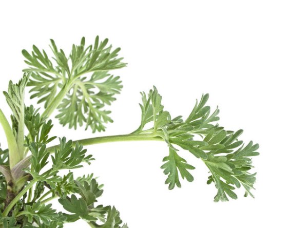 二月春季药效最高的野菜——白蒿