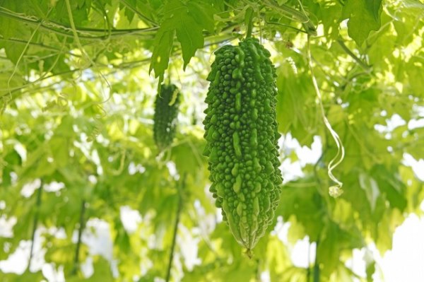 如何快速去除苦瓜里面的苦味