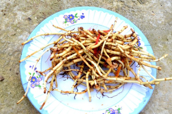 折耳根的食用口感