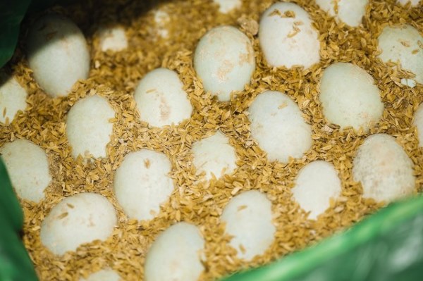 腌制鸭蛋发臭还能食用吗