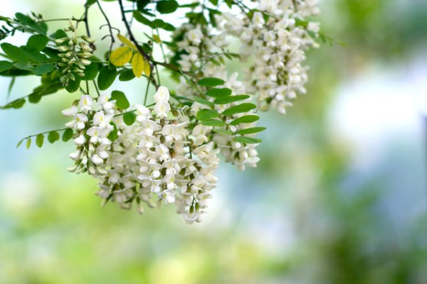 油炸洋槐花的做法