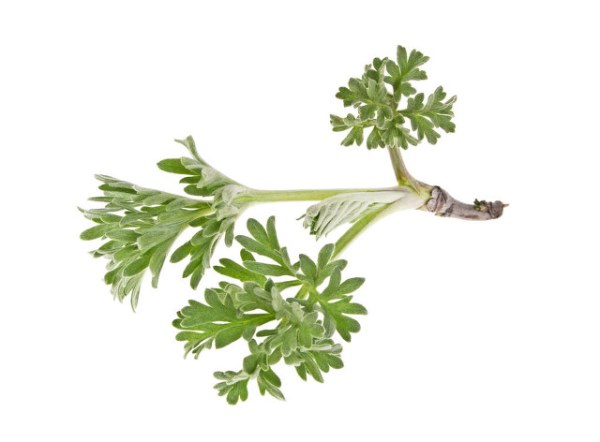 二月春季药效最高的野菜——白蒿