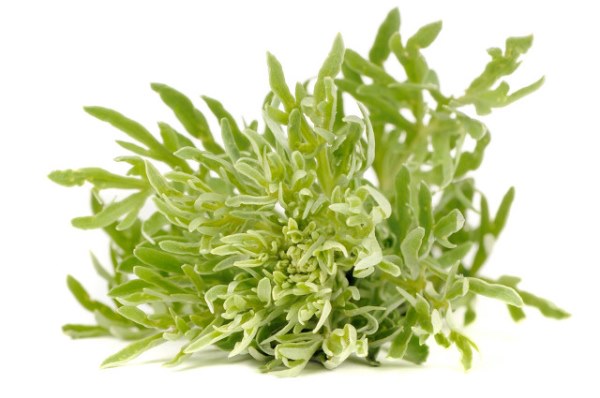 二月春季药效最高的野菜——白蒿