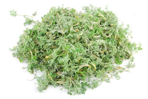 二月春季药效最高的野菜——白蒿