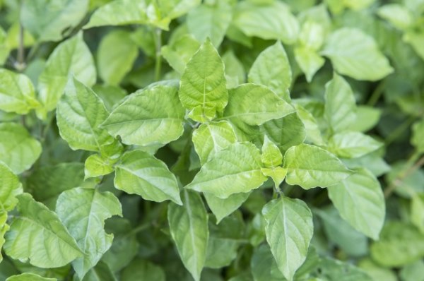 又到春季美味野菜的时间 安利几款常见好吃的野菜