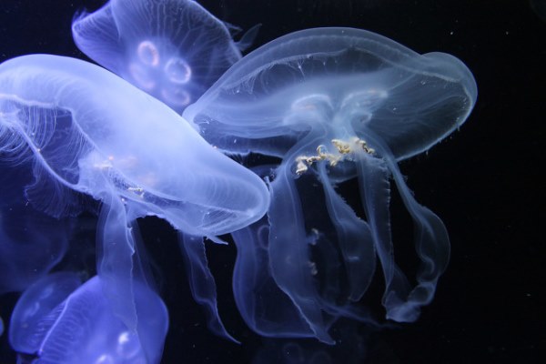 海蜇可以放心食用吗