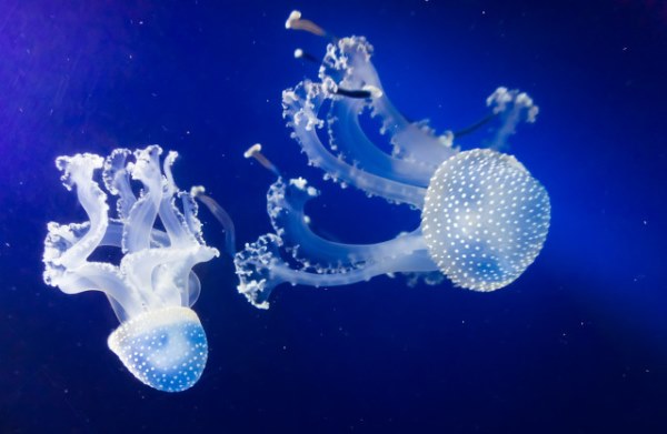 海蜇可以放心食用吗