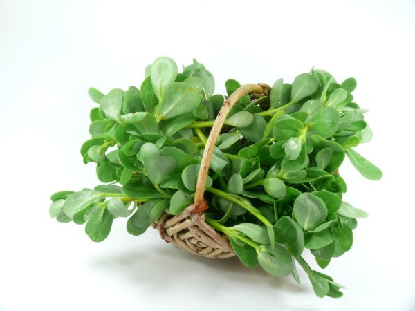 又到春季美味野菜的时间 安利几款常见好吃的野菜