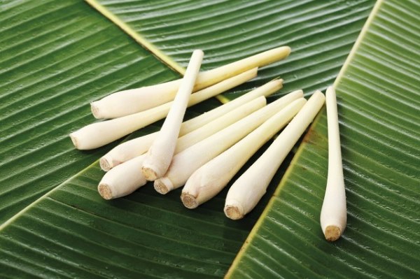 茭白.jpg