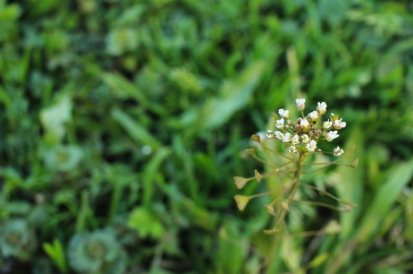 荠菜花.jpg