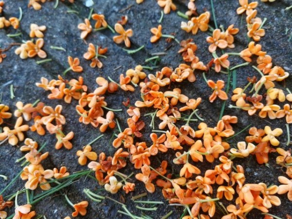 桂花.jpg
