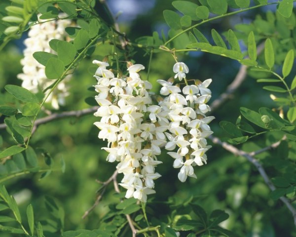 槐花煲芝麻有什么好处