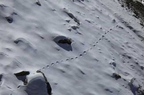 喜马拉雅山雪人之谜 全身灰黄色的毛半人半猿生物