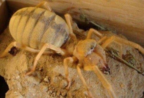 食人巨蛛巨骆驼蜘蛛 蚕食美国大兵的疯狂避日蛛