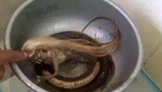 人头蛇身怪物震惊全球