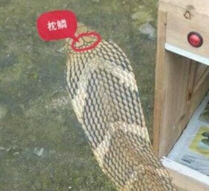 舟山眼镜蛇既中华眼镜蛇 体长2米能喷毒即将灭绝