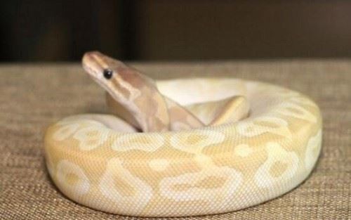 盘点宠物球蟒罕见的变异现象 香蕉球蟒一条价值60万元