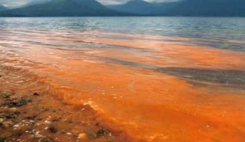 海洋赤潮之谜 大海被漂染成五颜六色/微生物导致随机变色