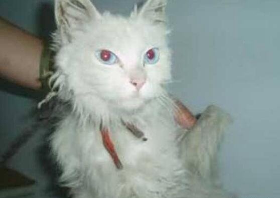 神秘物种天使猫 长有翅膀还会飞的未知生物飞猫