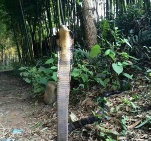 舟山眼镜蛇既中华眼镜蛇 体长2米能喷毒即将灭绝