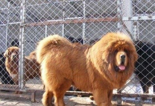 中国第一藏獒惊天兽 曾经价值千万如今沦为看门狗