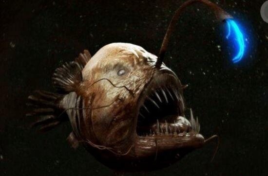 揭秘肯伟岛怪物之谜 神秘五个脚趾怪物海洋生物鮟鱇鱼