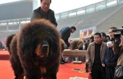 中国第一藏獒惊天兽 曾经价值千万如今沦为看门狗