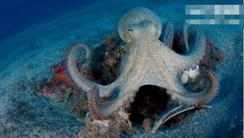 沼泽章鱼