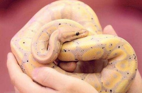 盘点宠物球蟒罕见的变异现象 香蕉球蟒一条价值60万元