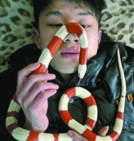 宠物牛奶蛇酷似剧毒珊瑚蛇 无毒有益不喝牛奶