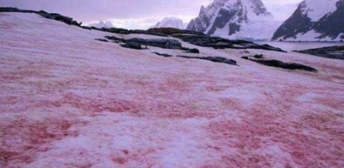 世界上罕见的粉红色西瓜雪 带有新鲜西瓜味还可以吃