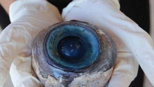 科学揭秘巨型鱿鱼之谜 巨型鱿鱼眼睛如篮球一样大8米长