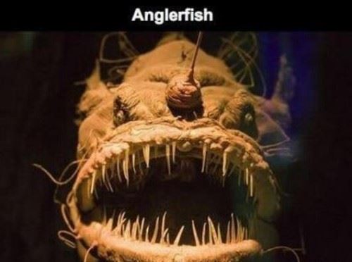 海底一万米有哪些生物?海底一万米恐怖生物图片曝光