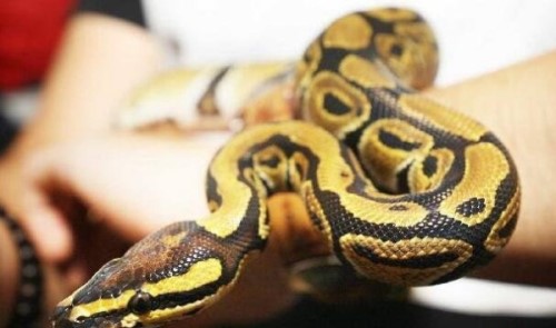 盘点宠物球蟒罕见的变异现象 香蕉球蟒一条价值60万元