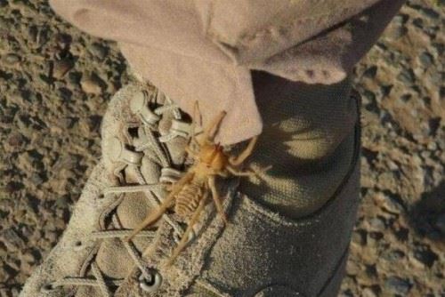 食人巨蛛巨骆驼蜘蛛 蚕食美国大兵的疯狂避日蛛