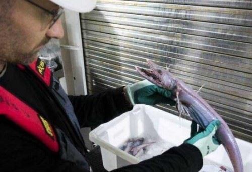 盘点十大深海未知巨型恐怖生物 海底神秘未知生物终曝光