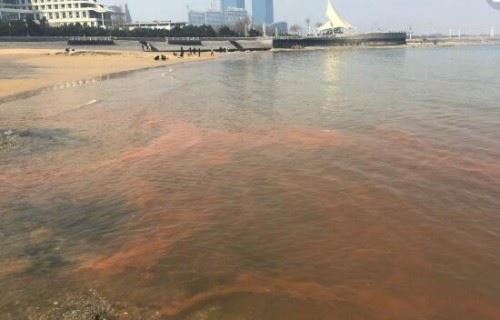 海洋赤潮之谜 大海被漂染成五颜六色/微生物导致随机变色