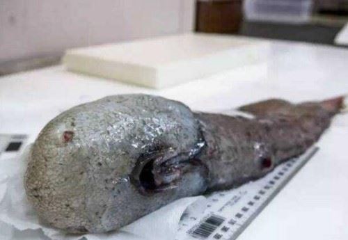 盘点十大深海未知巨型恐怖生物 海底神秘未知生物终曝光