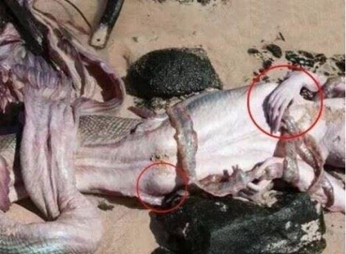 黑鳞鲛人活着的样子真恐怖 黑鳞鲛人被美国抓获还是活的