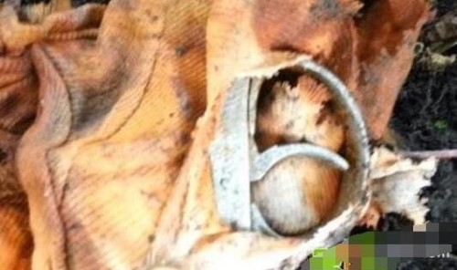 为什么人齿鱼咬裆部?因为水中缺少肉食饿极了才咬睾丸